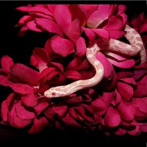 Meet your Posher, Luis